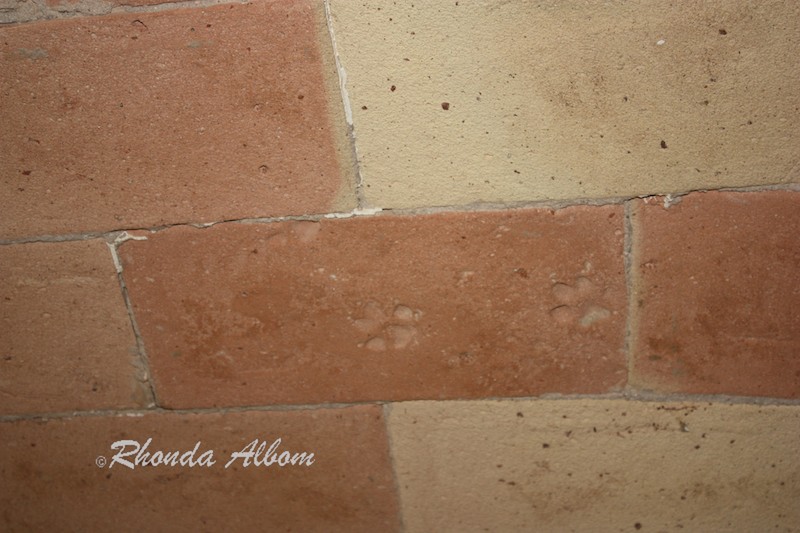 Two paw prints embedded in a ceiling brick of a Palamos home, Spain Two paw prints embedded in a ceiling brick of a Palamos home, Spain