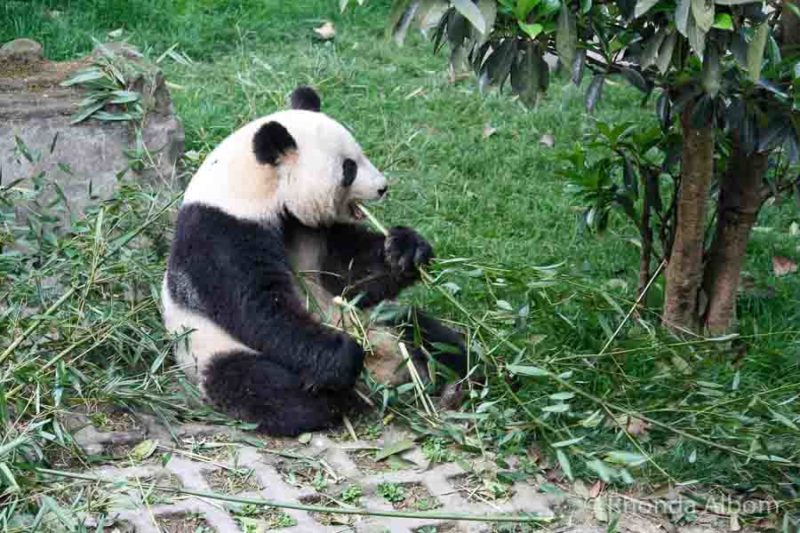 Panda at the research center on our Chengdu itinerary