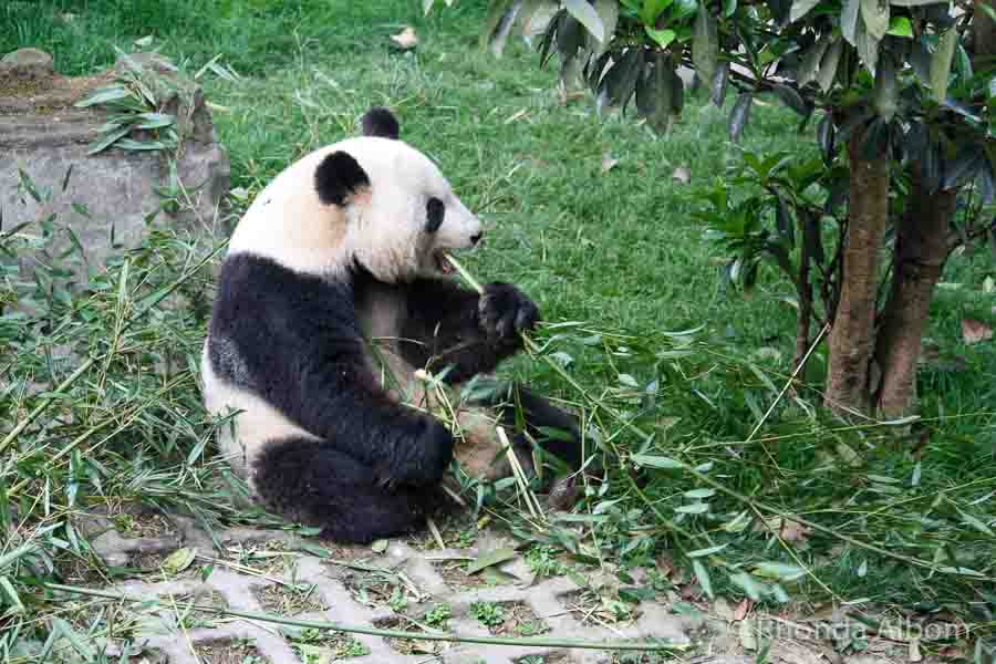 Panda at the research center on our Chengdu itinerary