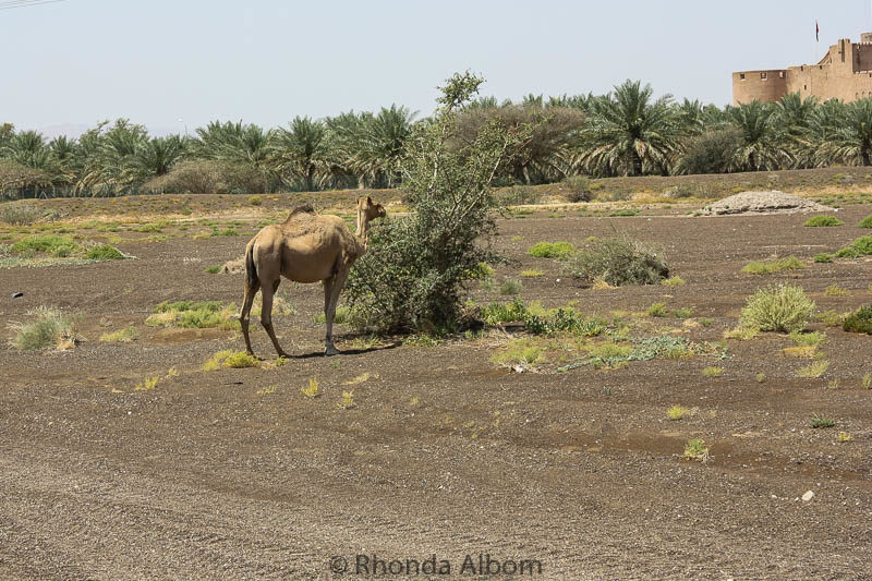 Nizwa Day Trip: We Saw Forts, Castles, Souqs, Oman Grand Canyon 17 Camel seen on the side of the road near Nizwa Oman