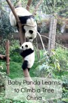 Baby Panda learns to climb a tree with giant Panda mama at the Chengdu Research Base