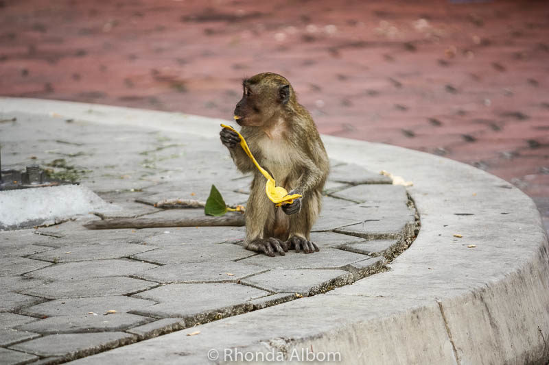 Long-tailed macaques (wild monkeys) eating a banana at Batu Caves outside Kuala Lumpur in Malaysia.