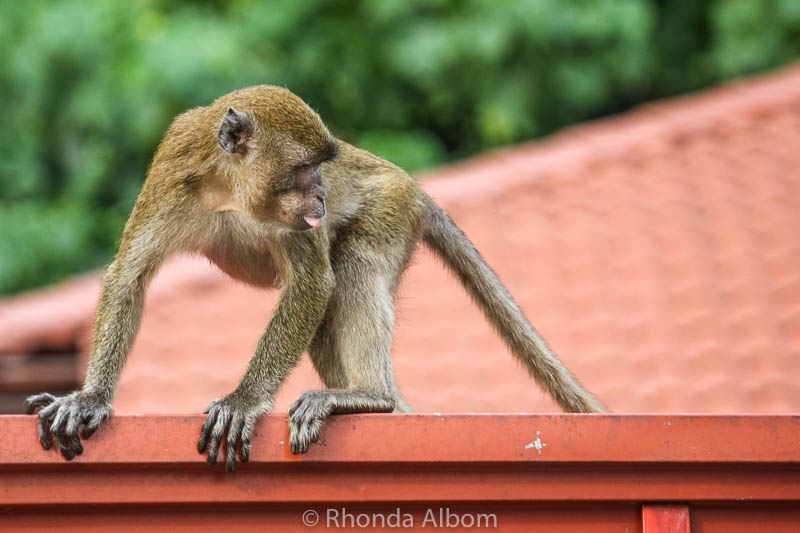 Long-tailed macaques (wild monkeys) at Batu Caves outside Kuala Lumpur in Malaysia.