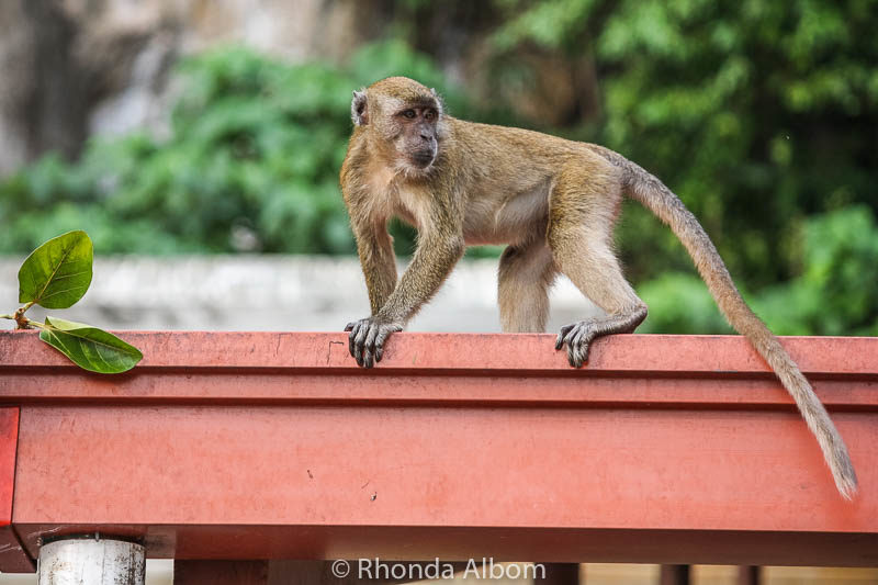 Long-tailed macaques (wild monkeys) at Batu Caves outside Kuala Lumpur in Malaysia.
