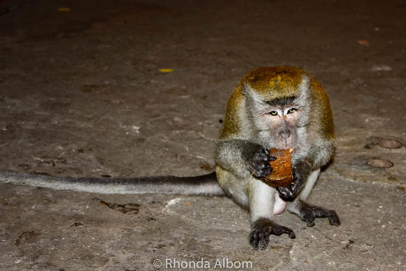 Batu Caves: Monkeys, Statues, and Hindu Shrines (Our Review) 7 Long-tailed macaque in Malaysia