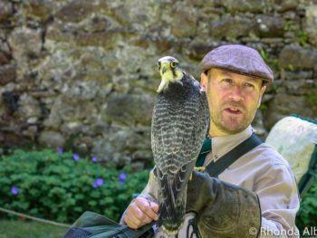 Falconry at Dunrobin Castle in the Scottish Highlands