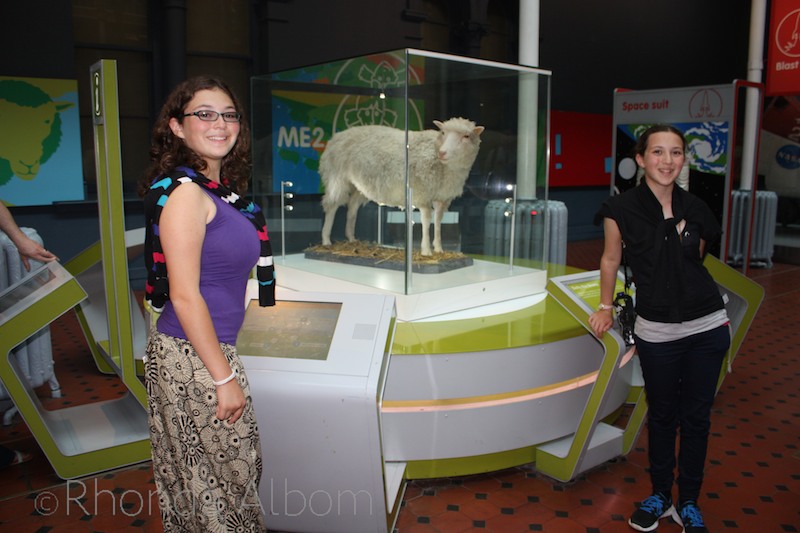 Dolly, the first cloned adult sheep preserved in the National Museum of Scotland in Edinburgh