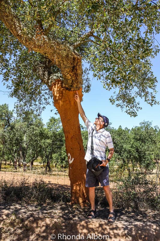 Driving through the Alentejo region of eastern Portugal, we passed hundreds of cork trees lining the road.