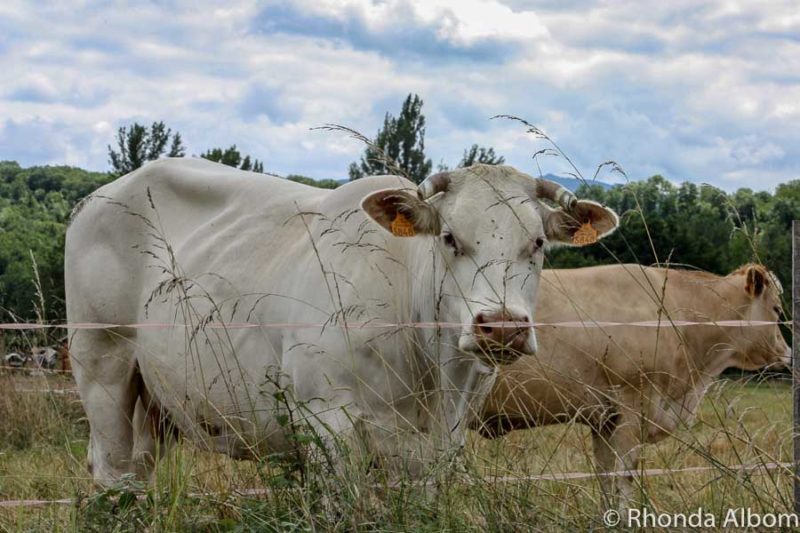 Cows seen in a south of France road trip