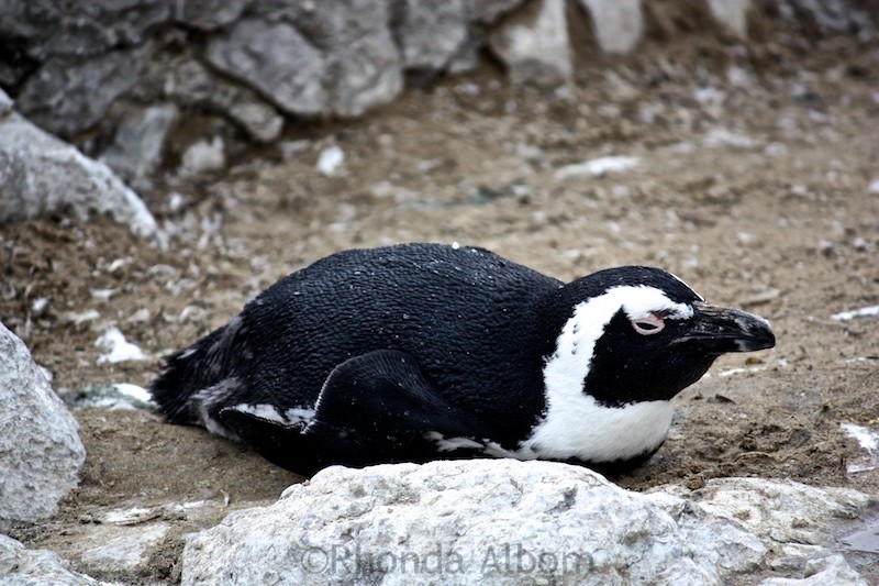 Penguins on the Peninsula of Magdalena in Santander Spain
