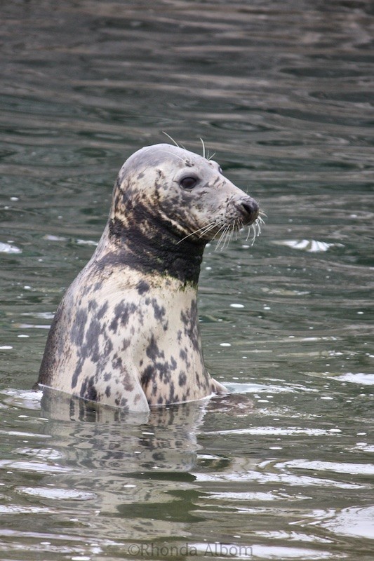 Sealion on the Peninsula of Magdalena in Santander Spain