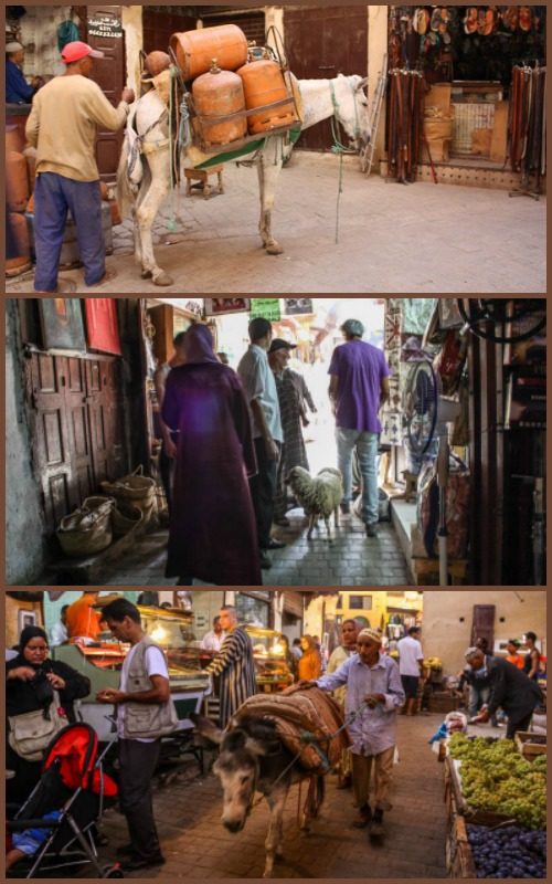 Animals in the Fes Medina