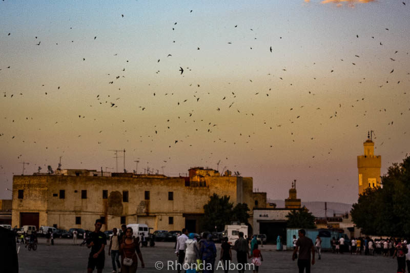 Every evening at dusk 100s of birds took flight from this section of the Fes Medina in Morocco.