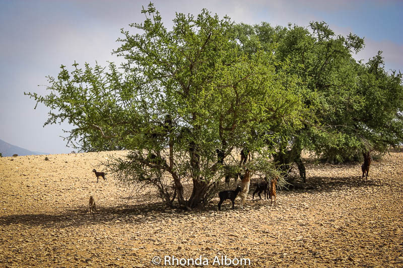 Is Moroccan Argan Oil from Goat Poop? Our Unusual Adventure 4 Where does argan oil come from? First step: Goats in trees in Morocco.