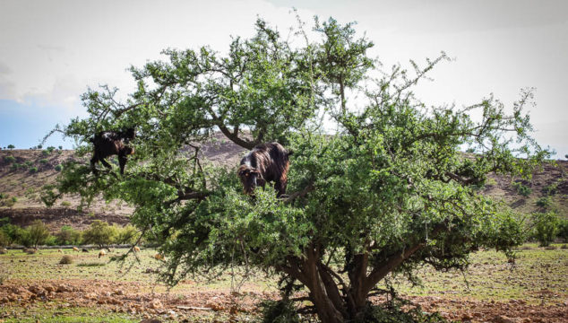 Goats in Trees and the Making of Moroccan Argan Oil