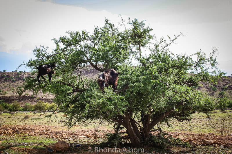 Is Moroccan Argan Oil from Goat Poop? Our Unusual Adventure 5 Goats in trees in Morocco