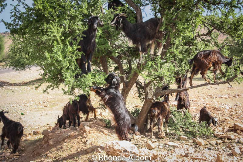 Goats in trees, the first step in making Moroccan argan oil