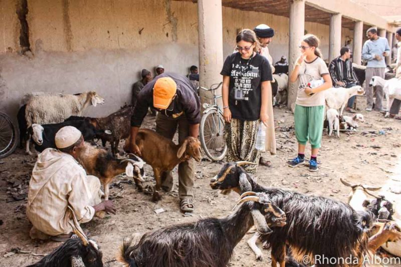 Traditional Moroccan Markets and a Donkey Parking Lot in Rissani 9 An animal market in Rissani Morocco