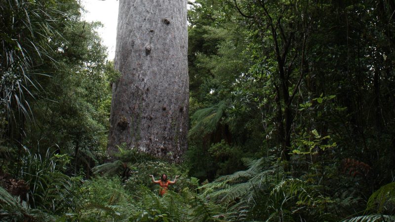 Tane Mahuta the Lord of the Forest in New Zealand