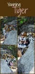 The yawning tiger show his teeth. He is a critically endangered Sumatran Tiger, one of three at the Auckland Zoo in New Zealand.