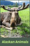 This moose was one of the animals at the Alaska Wildlife Conservation Center stop when travelling from Anchorage to Whittier in Alaska.