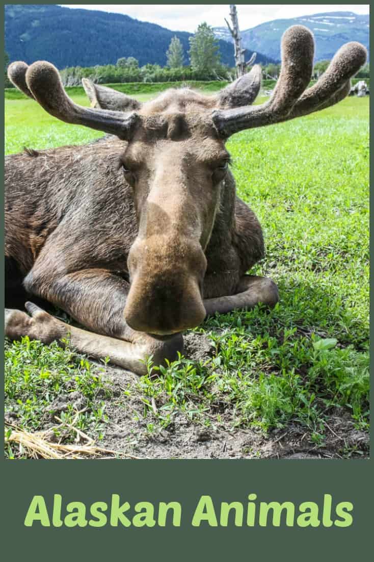 This moose was one of many photos of landscape and wildlife we took as we travelled the short distance from Anchorage to Whittier in Alaska. #Alaska #anchorage #whittier #moose