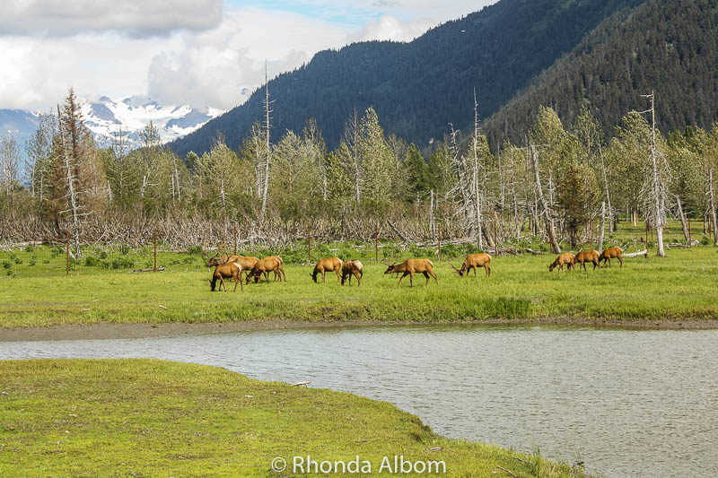 10 Essential Alaska Cruise Tips for an Amazing Journey 8 Elk Grazing at the Alaska Wildlife Conservation Center in Anchorage. We recommend a visit here amongst our Alaska cruise tips.