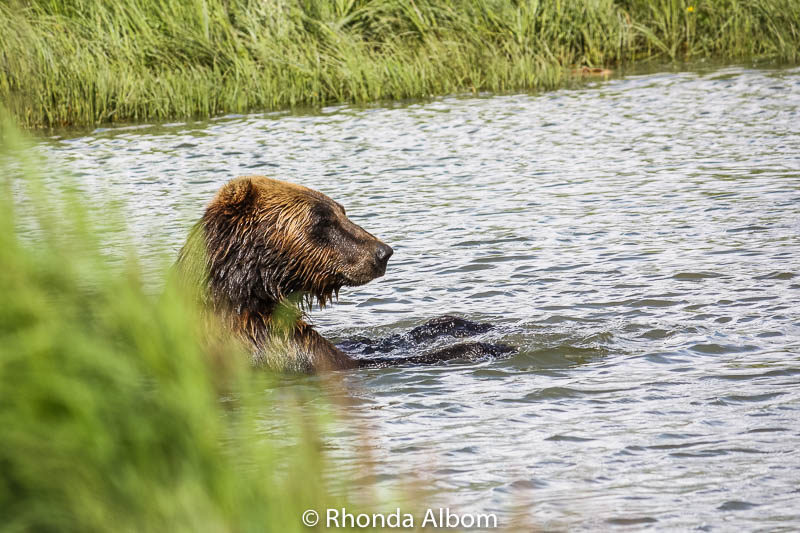 Anchorage to Seward: Enjoy the Journey to your Cruise Ship 12 Brown bear swimming at the Alaska Wildlife Conservation Center in Anchorage Alaska