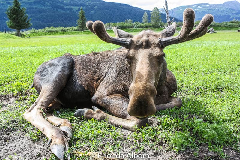 Moose at the Alaska Wildlife Conservation Center in Anchorage Alaska
