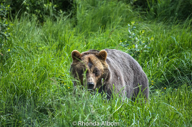 10 Essential Alaska Cruise Tips for an Amazing Journey 6 Brown Bear at the Alaska Wildlife Conservation Center in Anchorage is one of Alaska