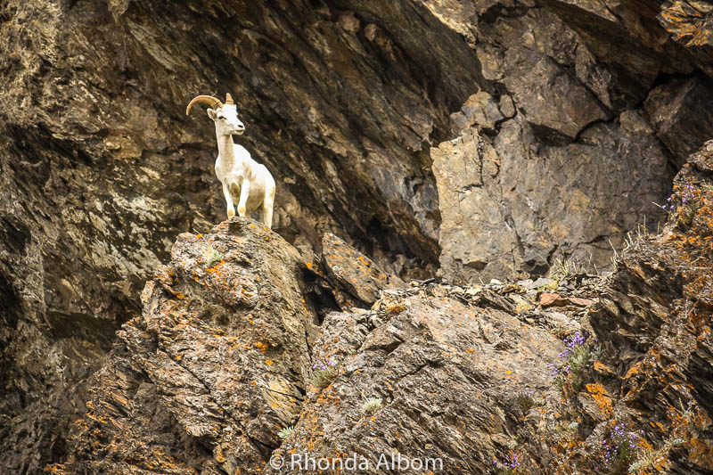 Anchorage to Whittier: Enjoy Getting to Your Cruise 3 Mountain goat on a rocky cliff seen in Alaska