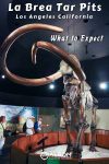 La Brea Tar Pits is home to the world's largest ice age fossil find, and it's right in the heart of Los Angeles