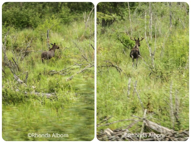 Alaska Train from Denali to Anchorage: Is Goldstar Worth the Extra Cost? 8 Moose and Caribou in Alaska