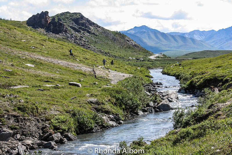 View of the Savage River Trail Denali National Park, Alaska