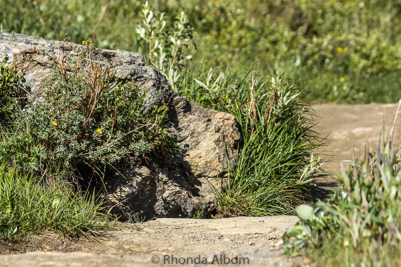 Lion Rock seen on Savage River Trail in Denali Alaska