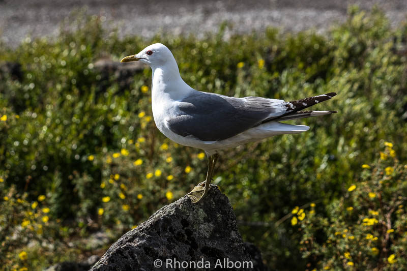 A seafaring bird in Alaska