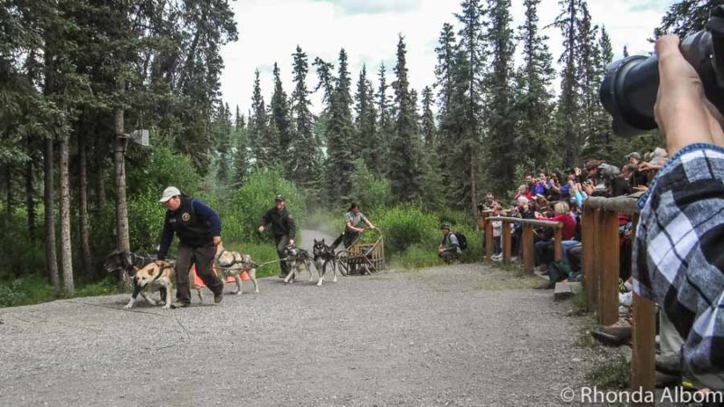 Things to do in Denali Alaska: Getting to and Enjoying the National Park 16 Dog sledding exhibit, one of the free things to do in Denali
