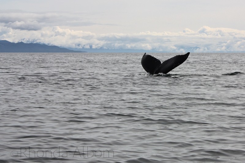 Whale Watching in Hoonah Alaska
