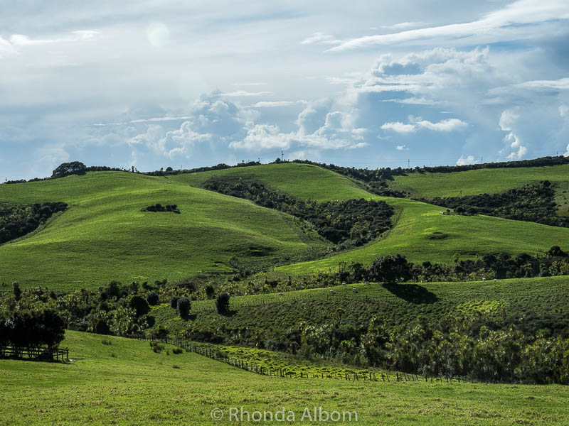 Shakespear Park, Auckland New Zealand