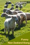 Wondering what language they speak in New Zealand? It's English with some funny kiwi slang mixed in. Read the article for a laugh.