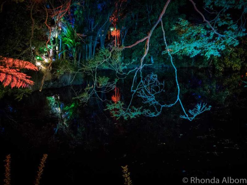 Trees lit with colourful blue, green and red lights over a duck pond in New Zealand.