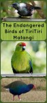 The Endangered Birds of TiriTiri Matangi - for more info on these rare birds, visit Albom Adventures