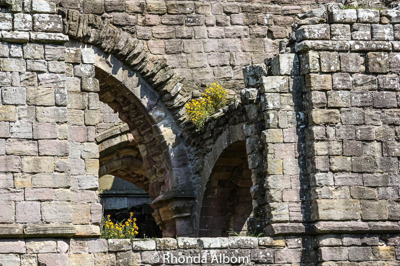 17 Images of Fountains Abbey and Studley Royal 16 Wildflowers growing in the wall of the ruins of Fountains Abbey in Yorkshire, England UK