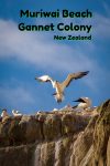 Gannet colony at Muriwai Beach on the west coast of Auckland New Zealand.