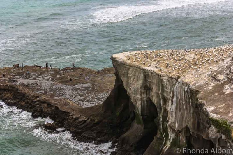 Muriwai Beach is Nesting Gannets, Black Sand, and Wild Surf in Auckland 17 Fishing off the coastal rocks at one of the best beaches in Auckland