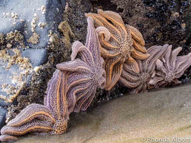 Muriwai Beach is Nesting Gannets, Black Sand, and Wild Surf in Auckland 16 Nine legged seastars on a beach at the king low tide.