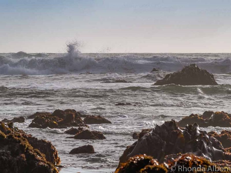 Muriwai surf in west Auckland New Zealand