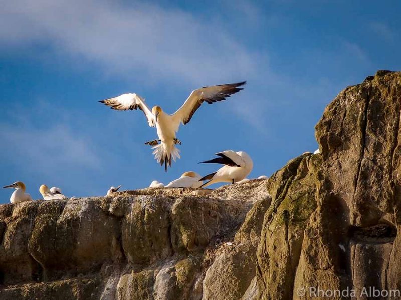 Muriwai Beach is Nesting Gannets, Black Sand, and Wild Surf in Auckland 10 Gannet colony New Zealand