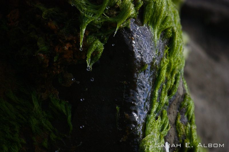 Muriwai beach, New Zealand. Photo copyright ©Sarah Albom 2014
