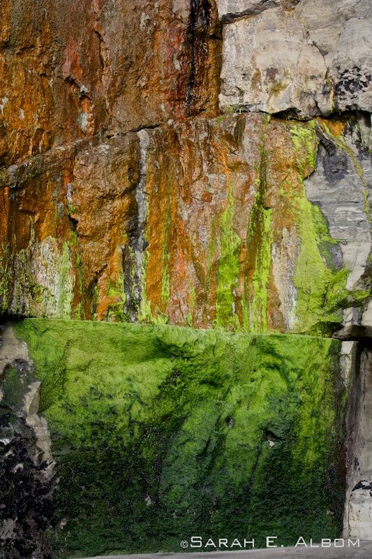 Wet algae on the rocks at Muriwai beach, New Zealand. Photo copyright ©Sarah Albom 2014